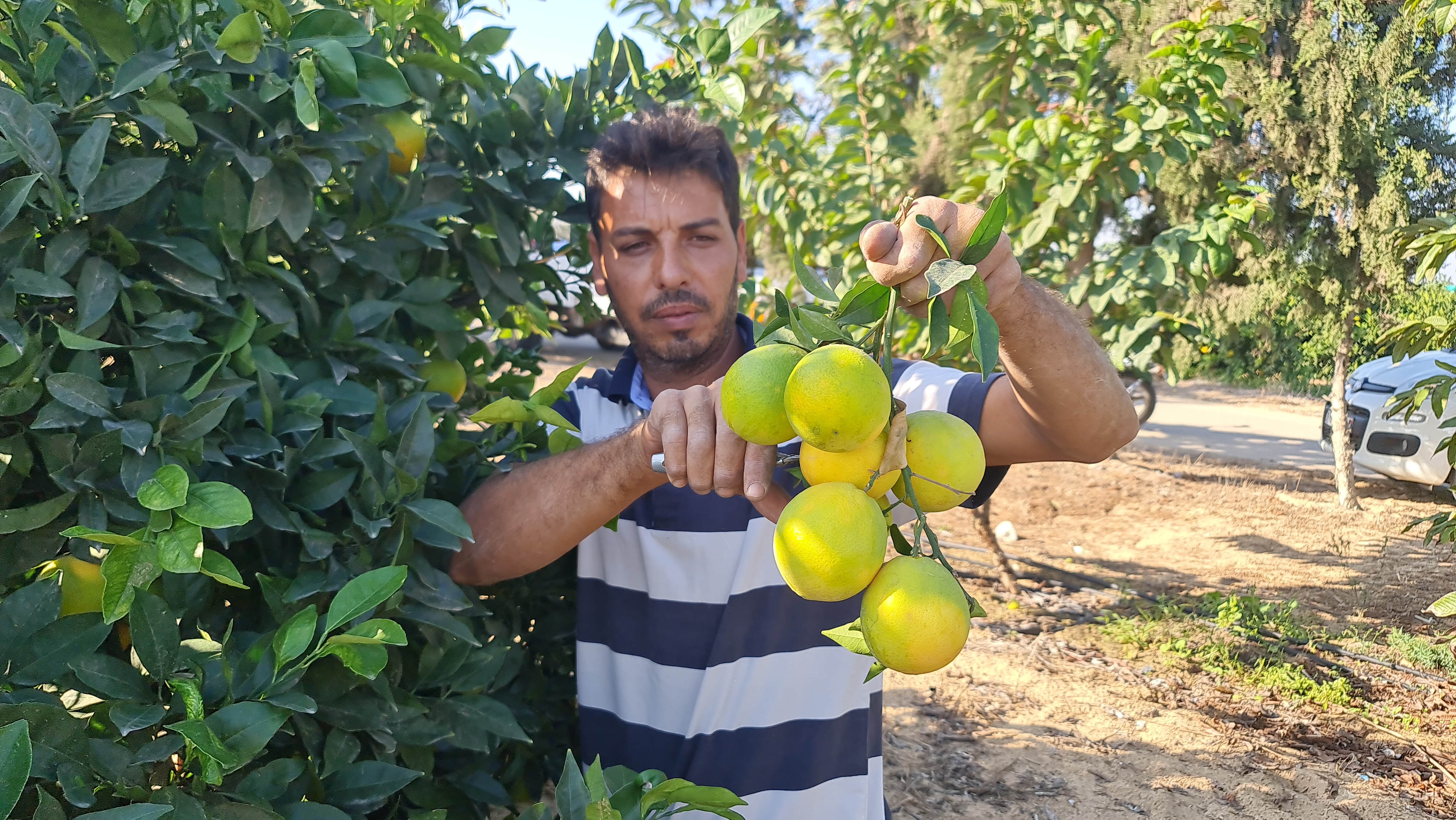 مزارعون يقطفون ثمار البرتقال في غزة (صور)