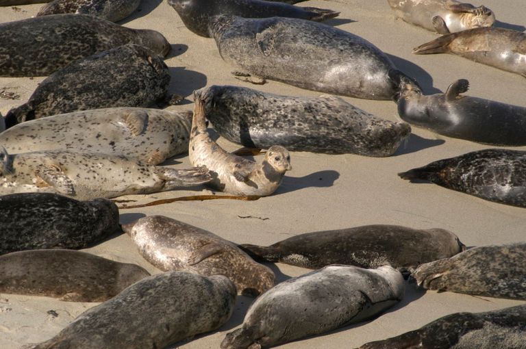 نفوق 2500 فقمة قبالة سواحل بحر قزوين