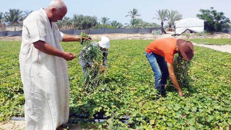 أهالي مواصي رفح يرفضون مخططات الحكم المحلي