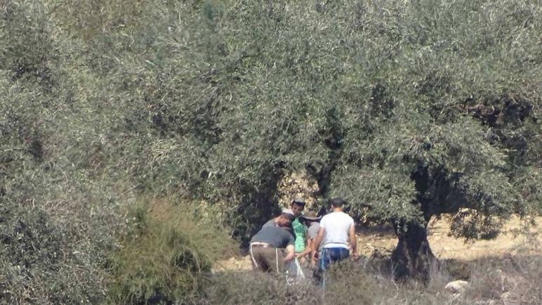 مستوطنون يستولون على 10 دونمات زراعية جنوب بيت لحم