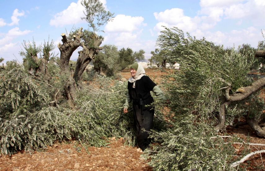 نابلس: مستوطنون يقطعون 70 شجرة زيتون معمرة في قرية قريوت