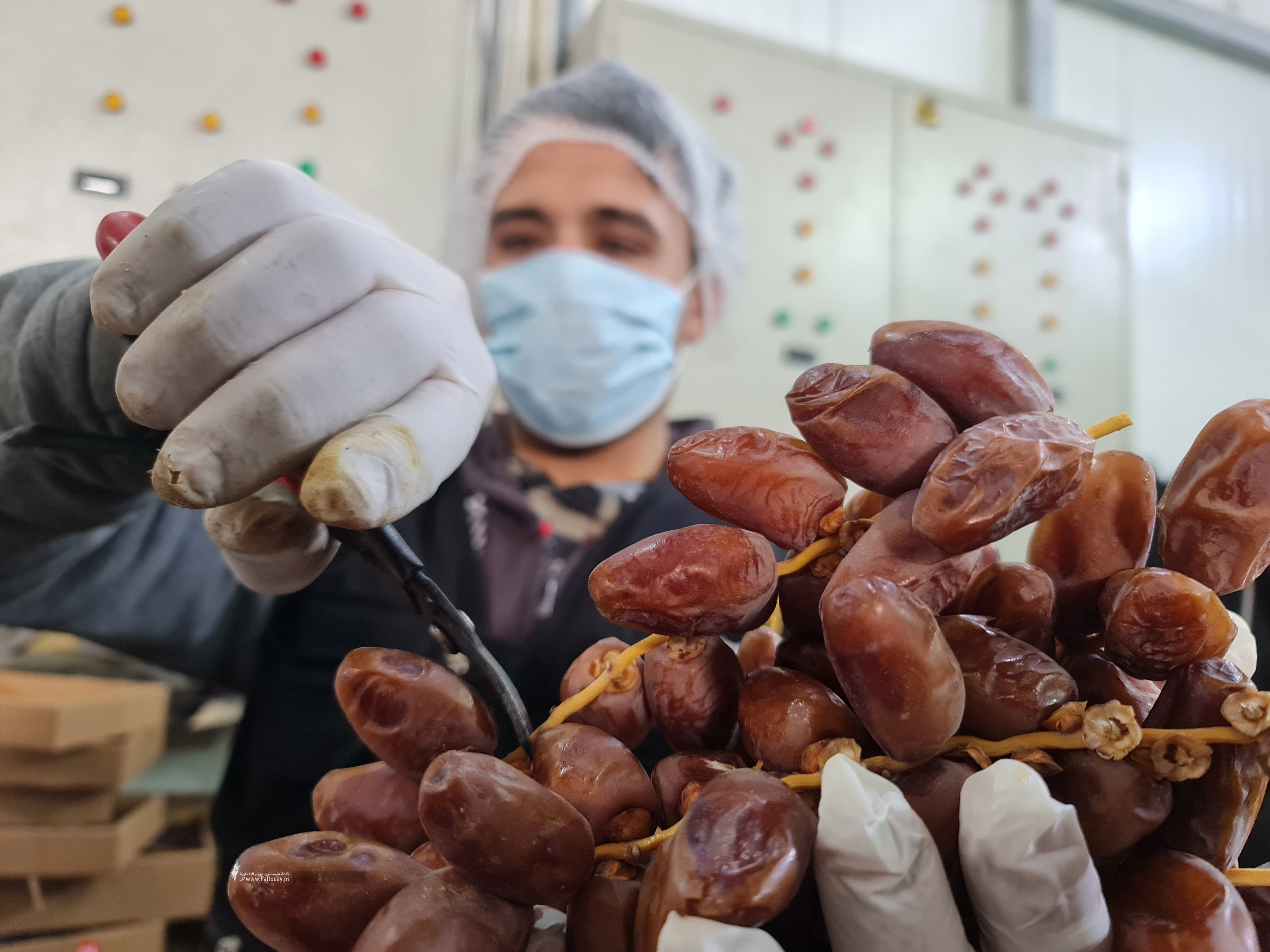 هذه أبرز الأصناف.. موردو وتجار التمور في غزة يستعدون لاستقبال رمضان