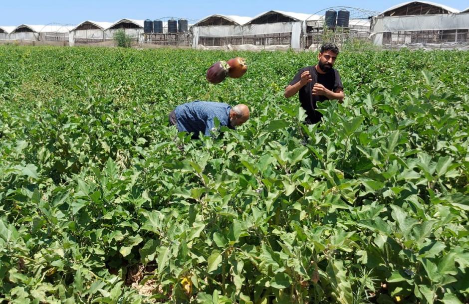 الزراعة بغزة تحذر المزارعين من الارتفاع التدريجي لدرجات الحرارة