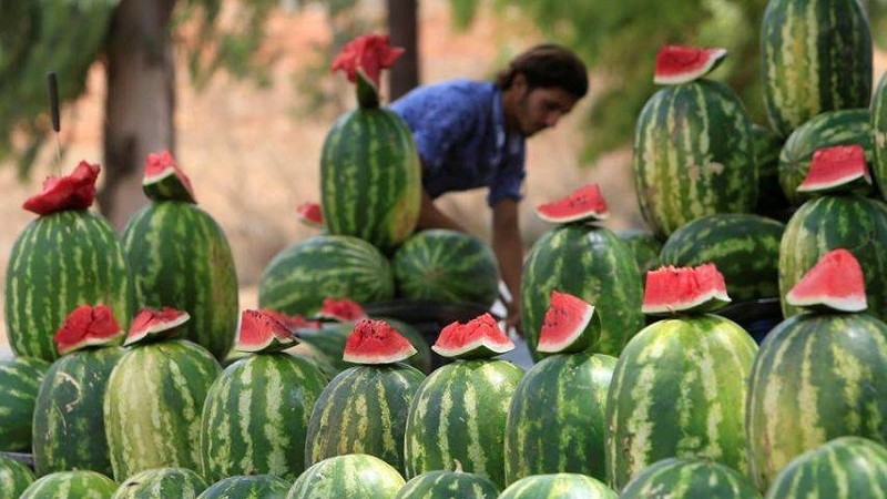 الزراعة بغزة: توقعات بإنتاج حوالي 50 ألف طن من البطيخ لهذا العام