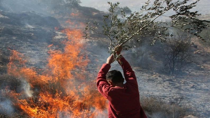 مستوطنون يحرقون محاصيل زراعية بمسافر يطا جنوب مدينة الخليل