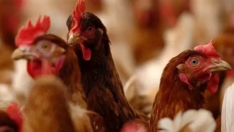 الطيور بدل الأنعام.. الأزهر يحسم الجدل حول الأضحية