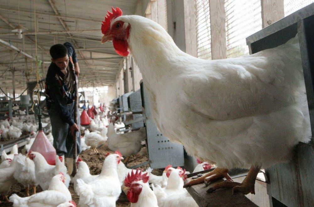 نفوق آلاف الدواجن في قطاع غزة بسبب موجة الحر