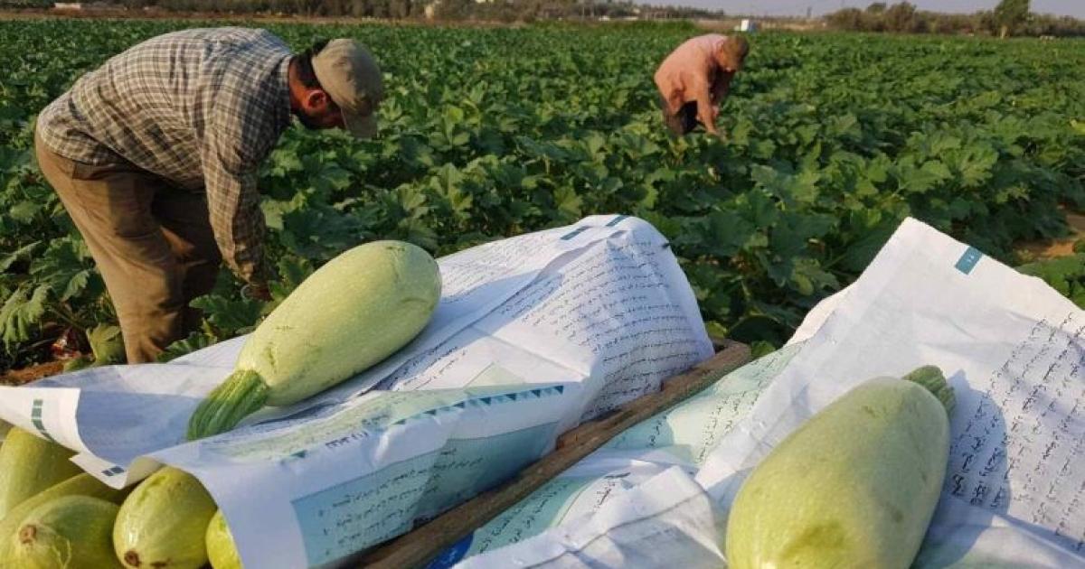 هل تحمل مياه الأمطار فوائد مبشرة للمحاصيل في فلسطين؟