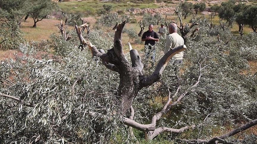 مستوطنون يجرفون أراضي فلسطينية جنوبي الضفة الغربية