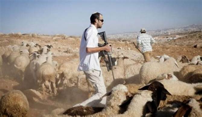 سرقة رؤوس أغنام مسافر يطا بالخليل