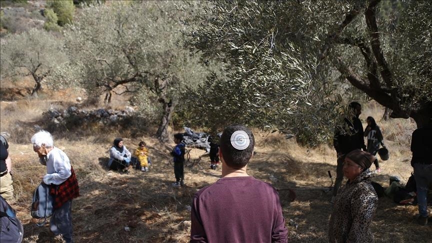 إبادة للزيتون.. مستوطنون إسرائيليون يقتلعون 200 شجرة جنوب الضفة