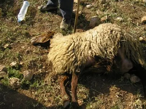 الأغوار