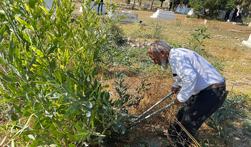 حيفا: تنظيف وصيانة مقبرة الشيخ عز الدين القسام بمشاركة المئات